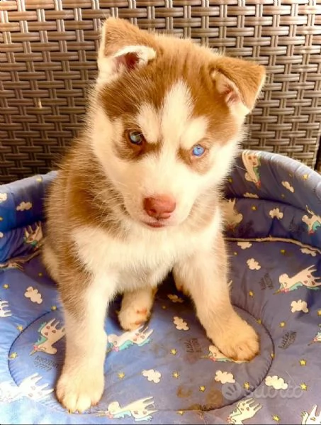 cuccioli in vendita  | Foto 1