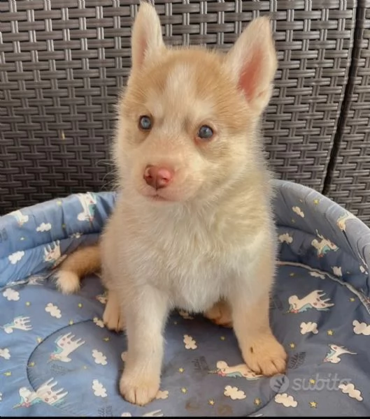 cuccioli in vendita  | Foto 0