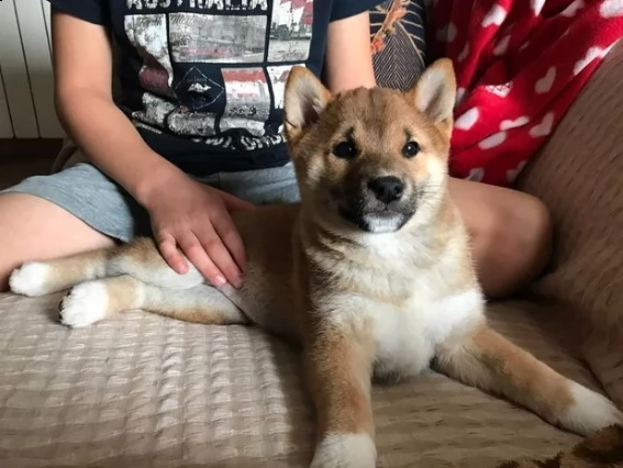 adozione di cuccioli shiba inu