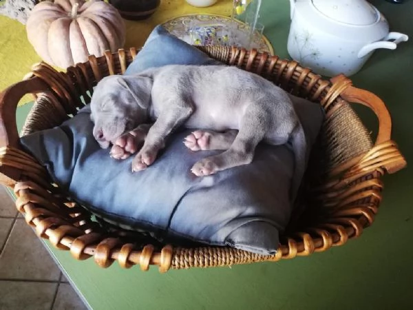 cuccioli weimaraner | Foto 3