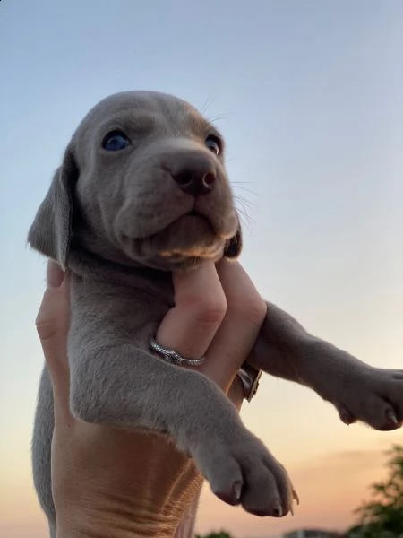 cuccioli weimaraner | Foto 2