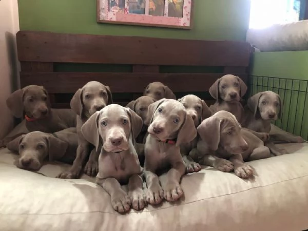 cuccioli weimaraner | Foto 1