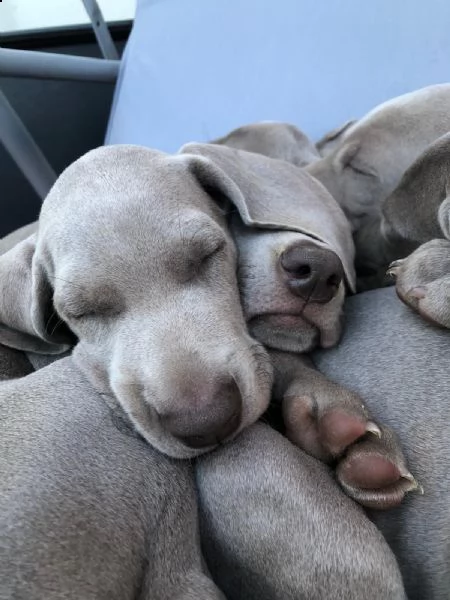 cuccioli weimaraner | Foto 0
