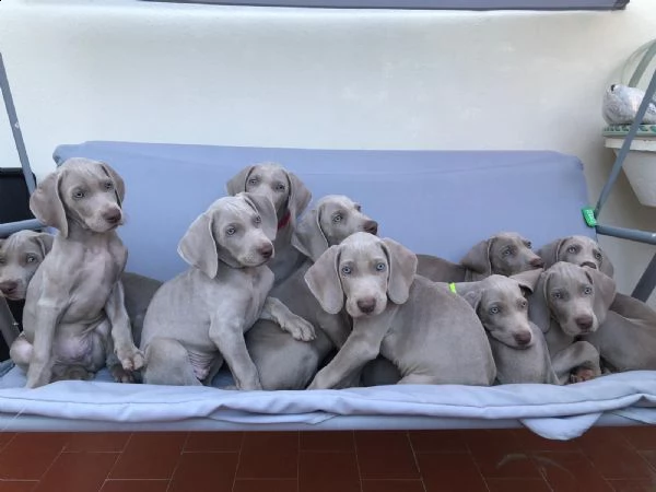 cuccioli weimaraner