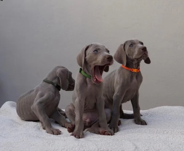 weimaraner- ultimi cuccioli | Foto 4