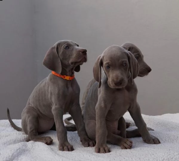weimaraner- ultimi cuccioli | Foto 3