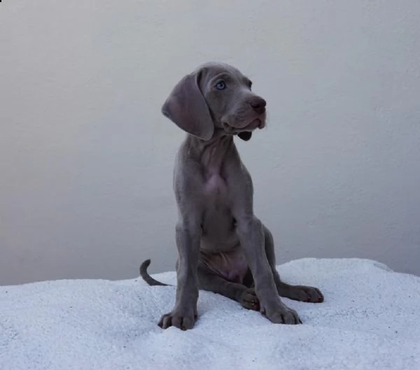 weimaraner- ultimi cuccioli | Foto 2