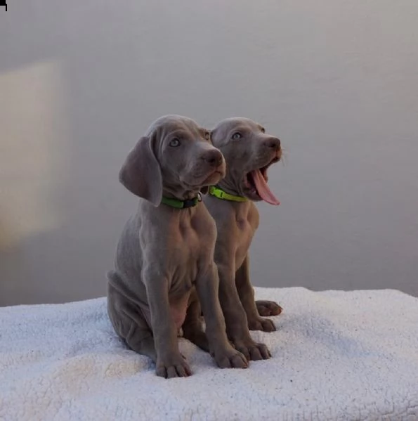 weimaraner- ultimi cuccioli