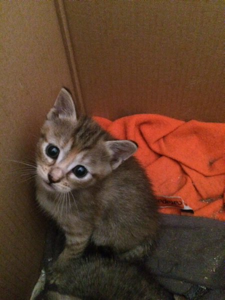 Regalo Cucciolo Da Allevatore A Pr Cuccioli Di Gatto Europeo Gattini