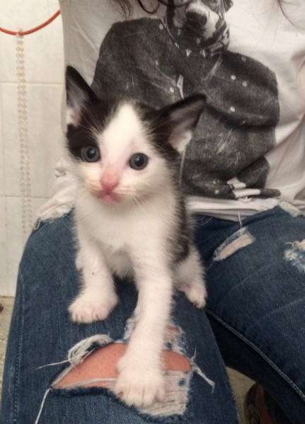 Cuccioli Di Gatto Bianco E Nero