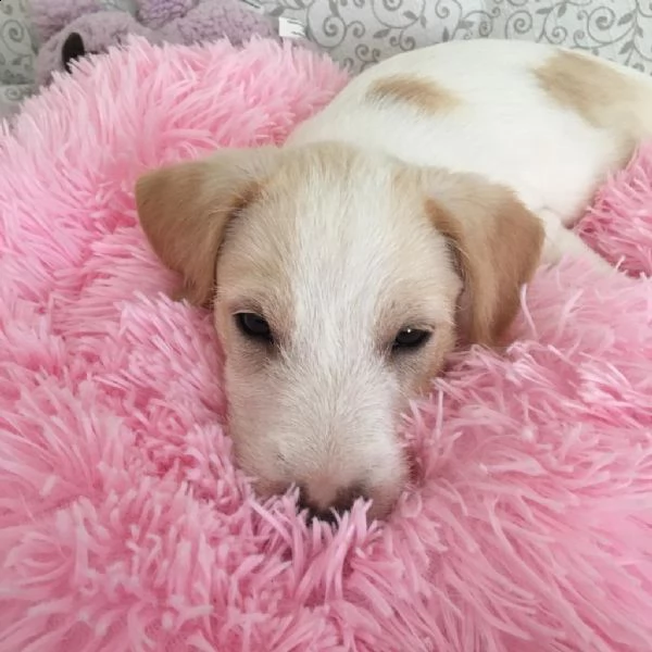 si regala cucciolo di 2,5 mesi taglia media