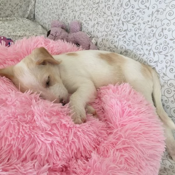 si regala cucciolo di 2,5 mesi taglia media | Foto 6