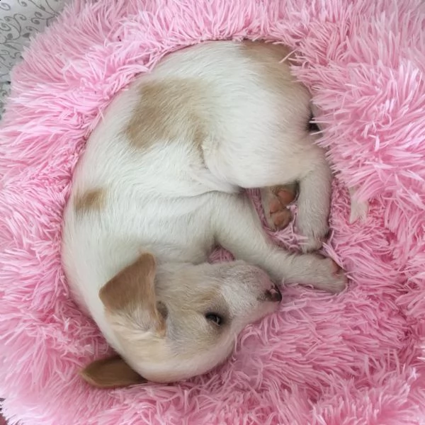 si regala cucciolo di 2,5 mesi taglia media | Foto 5