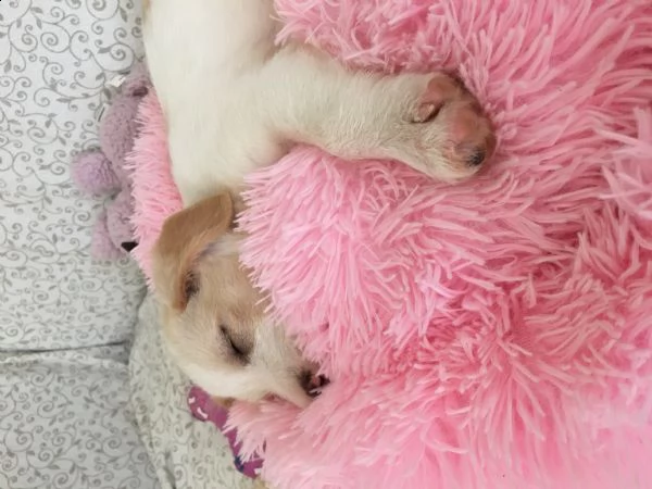 si regala cucciolo di 2,5 mesi taglia media | Foto 3