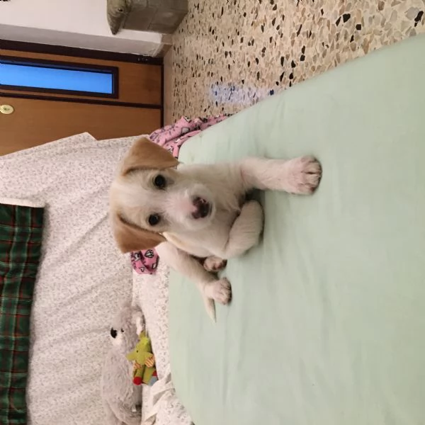 si regala cucciolo di 2,5 mesi taglia media | Foto 2