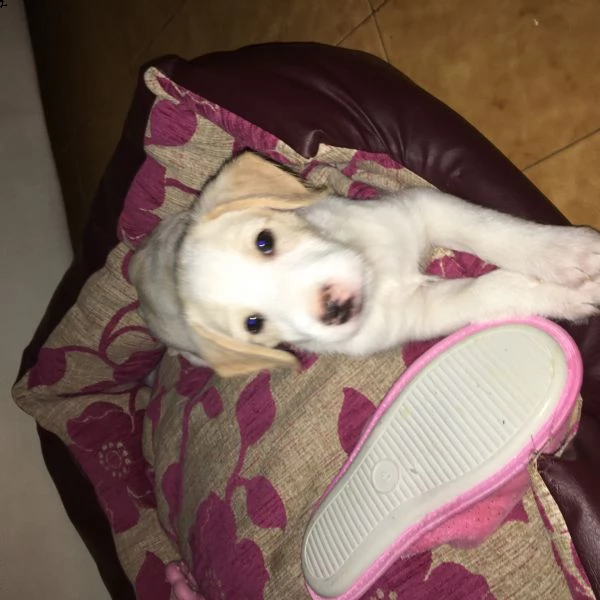 si regala cucciolo di 2,5 mesi taglia media | Foto 0