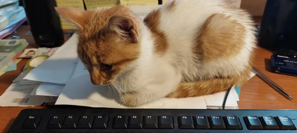 cerco gattino in regalo