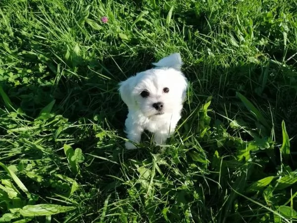 cuccioli di maltese mini toy | Foto 4