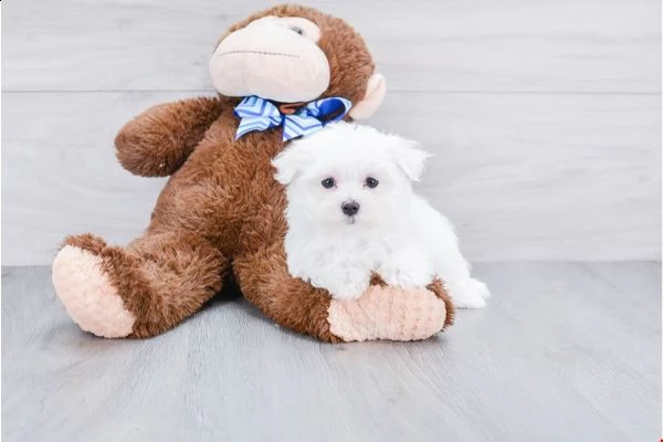 cuccioli di maltese mini toy | Foto 3