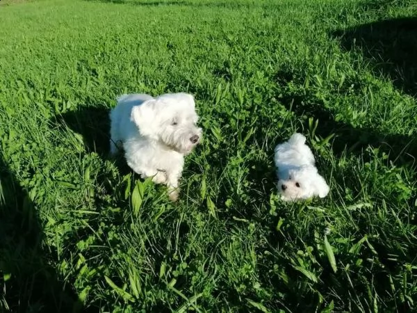cuccioli di maltese mini toy | Foto 2