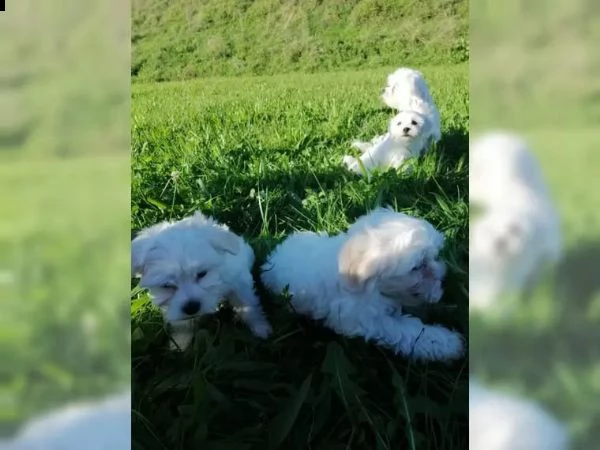 cuccioli di maltese mini toy | Foto 1