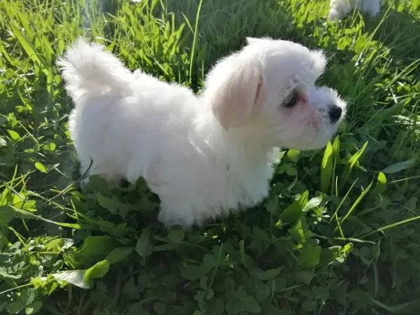 cuccioli di maltese mini toy | Foto 0