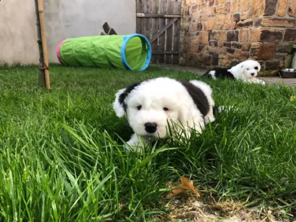 cuccioli di bobtail addestrati a casa | Foto 6