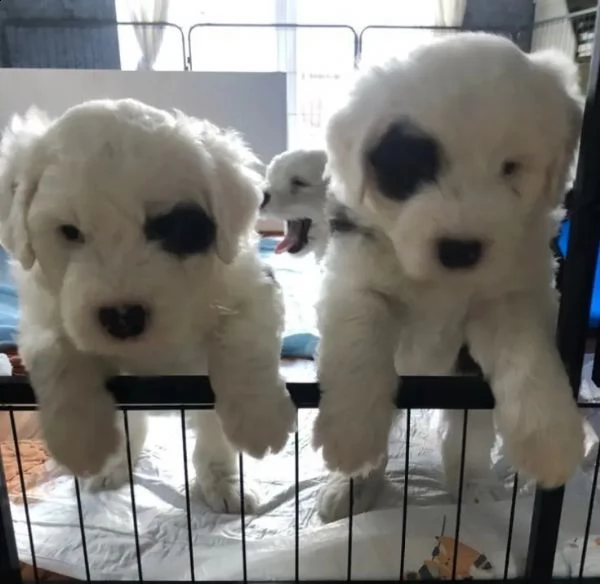 cuccioli di bobtail addestrati a casa