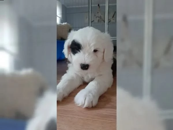 cuccioli di bobtail addestrati a casa | Foto 5