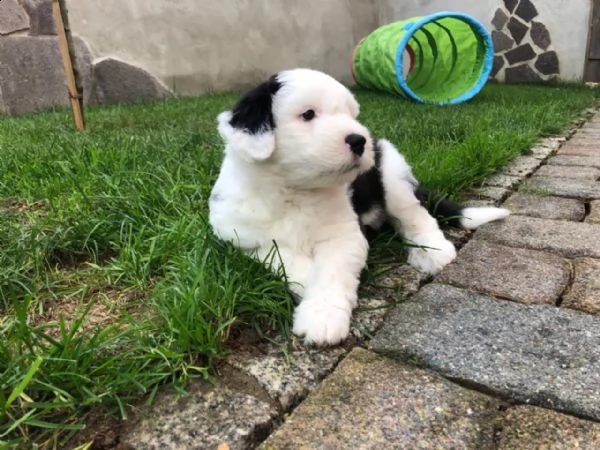 cuccioli di bobtail addestrati a casa | Foto 4