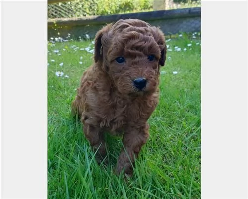 cuccioli di barboncino teacup | Foto 5