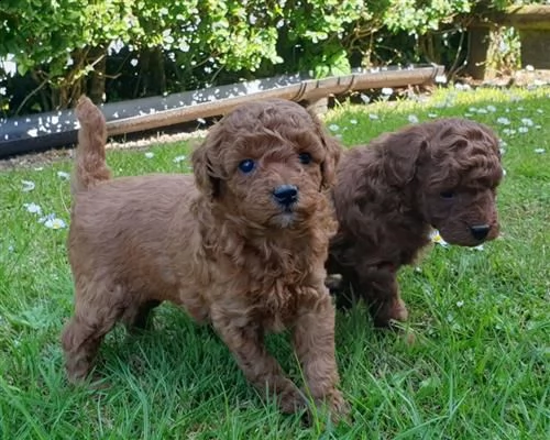 cuccioli di barboncino teacup | Foto 3