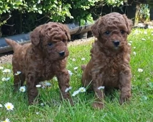 cuccioli di barboncino teacup | Foto 2