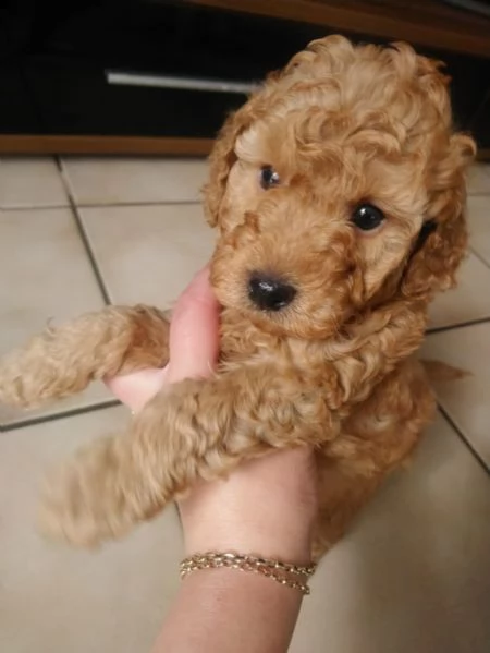 cuccioli di barboncino teacup | Foto 1