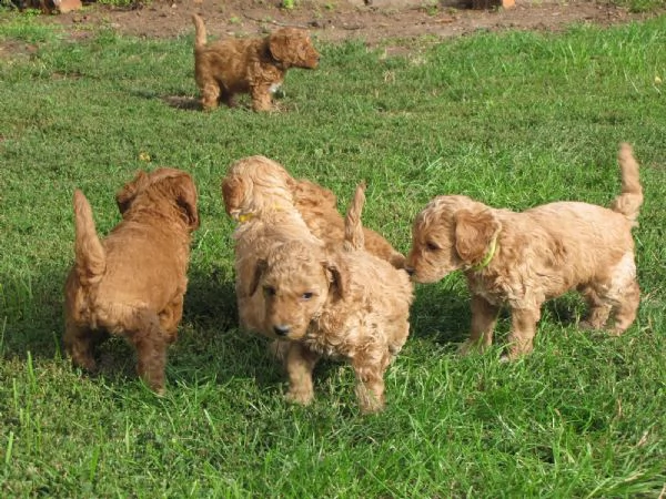 cuccioli di barboncino teacup