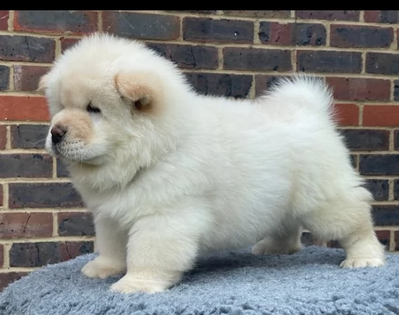 cuccioli di razza chow chow crema