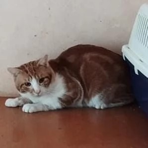 Regalo gatti  | Foto 3