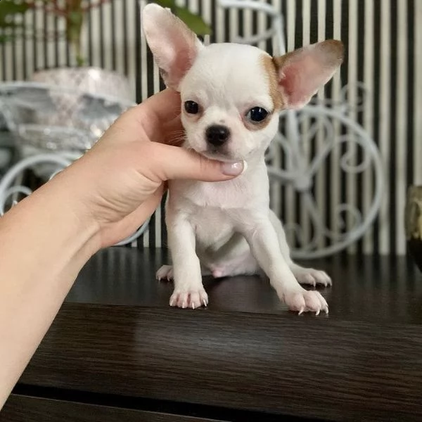   regalo chihuahua cuccioli meravigliosi  
