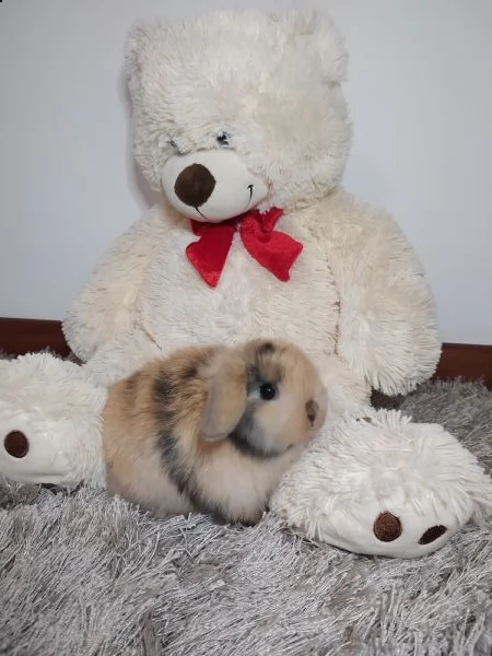 conigli minilop | Foto 1