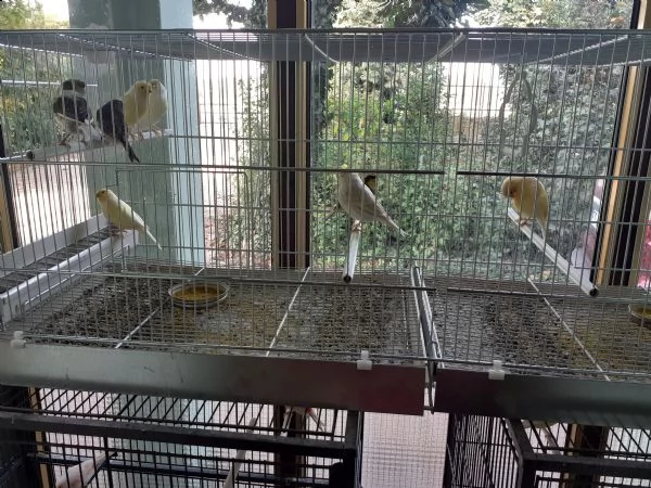 vendo canarini giallo mosaico, avorio mosaico e pezzati.