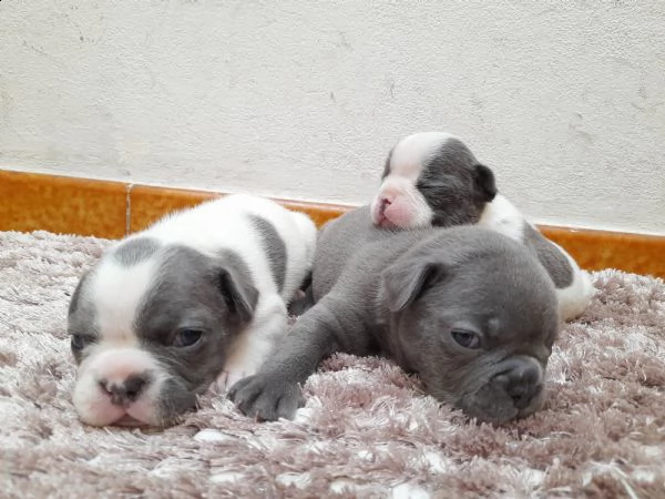 cuccioli bulldog francese 