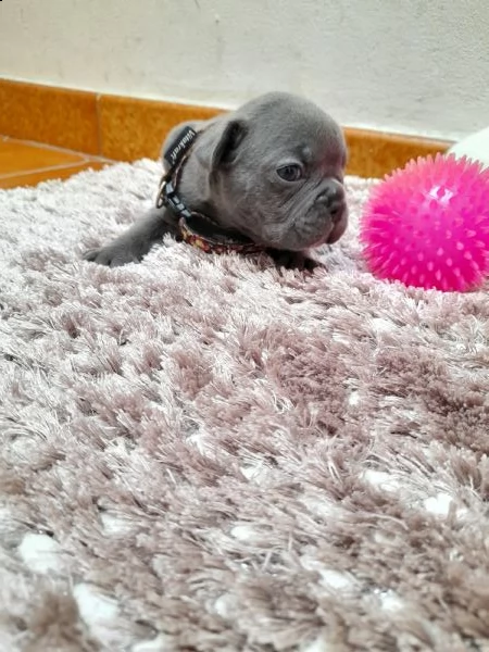 cuccioli bulldog francese  | Foto 6