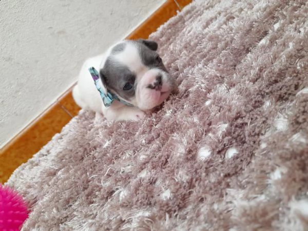 cuccioli bulldog francese  | Foto 5