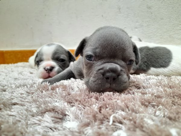 cuccioli bulldog francese  | Foto 4