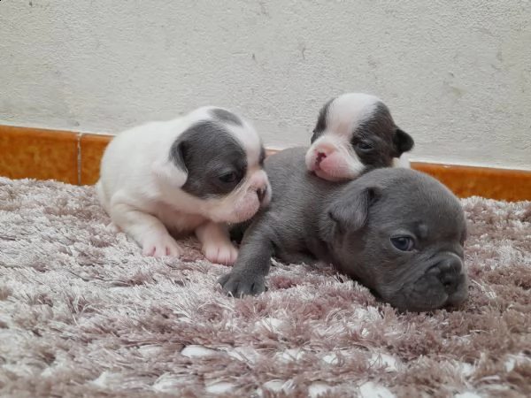 cuccioli bulldog francese  | Foto 3