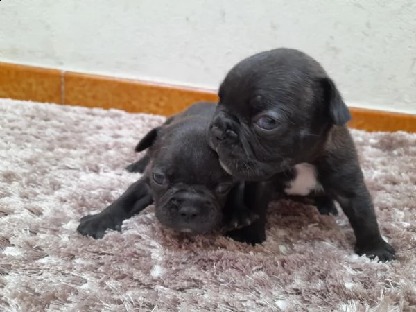 cuccioli bulldog francese  | Foto 2
