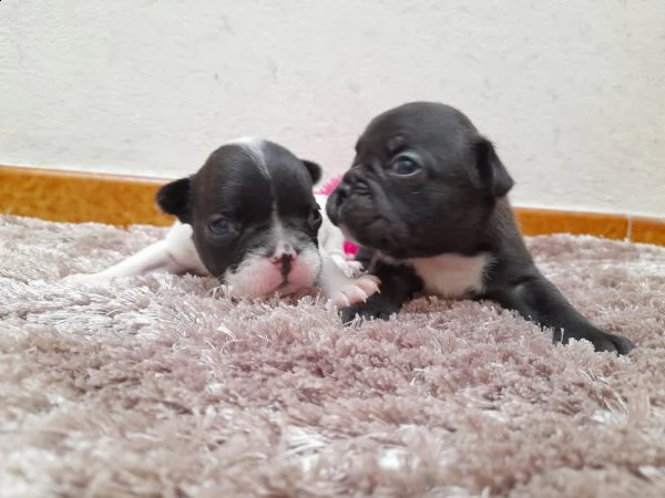cuccioli bulldog francese  | Foto 1