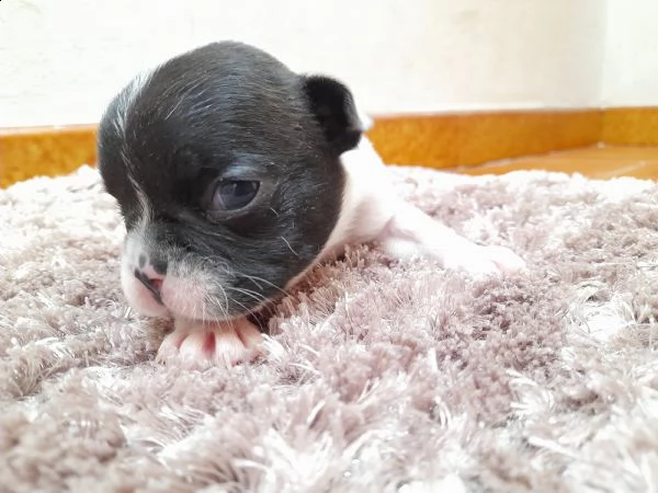 cuccioli bulldog francese  | Foto 0