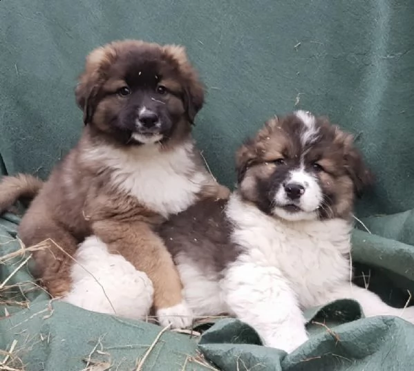 caucasico  caucasico ovcharka  cane da protezione del bestiame  | Foto 1