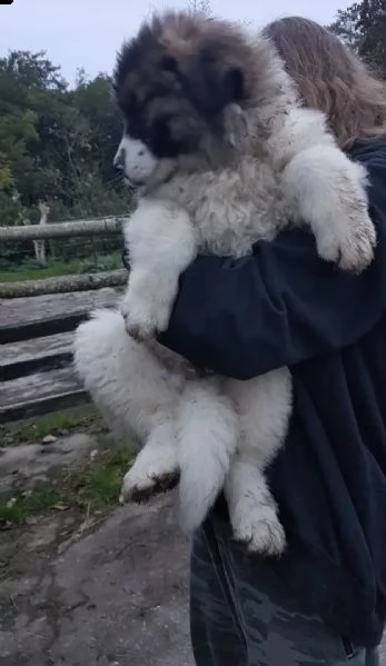 caucasico  caucasico ovcharka  cane da protezione del bestiame  | Foto 0